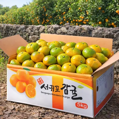 제주 서귀포 감귤