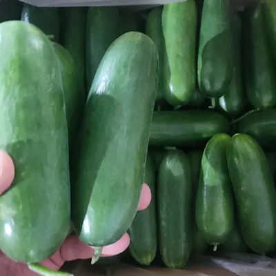 또드림마켓 미니오이